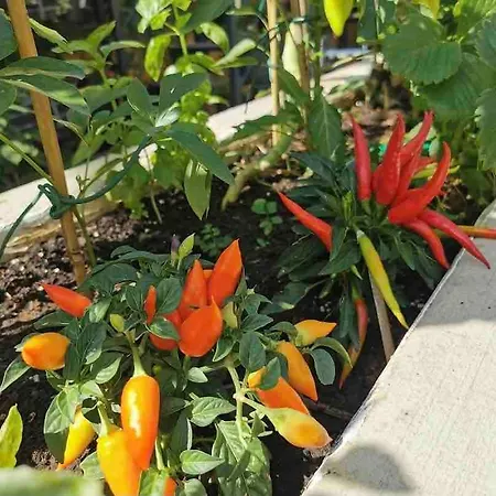 Loft Rooftop Garden By The Artspace * Opatija